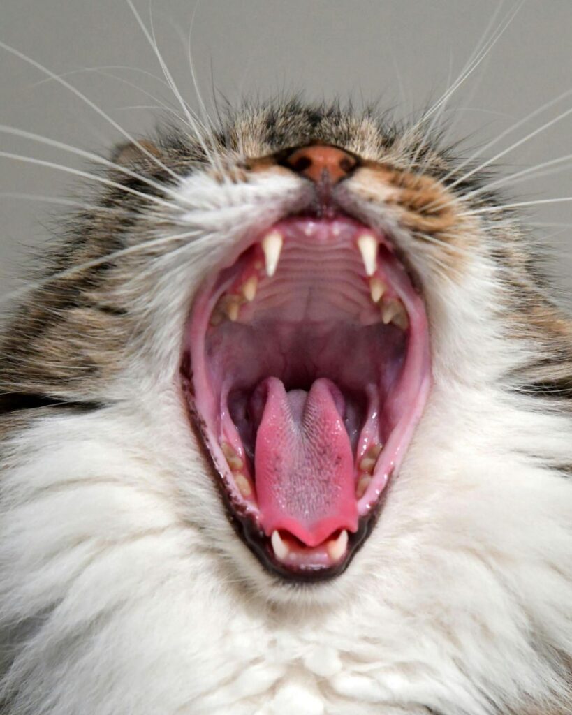 Wie sich Humor auf unsere Psyche auswirkt: Auf dem Bild ist eine gähnende Katze zu sehen