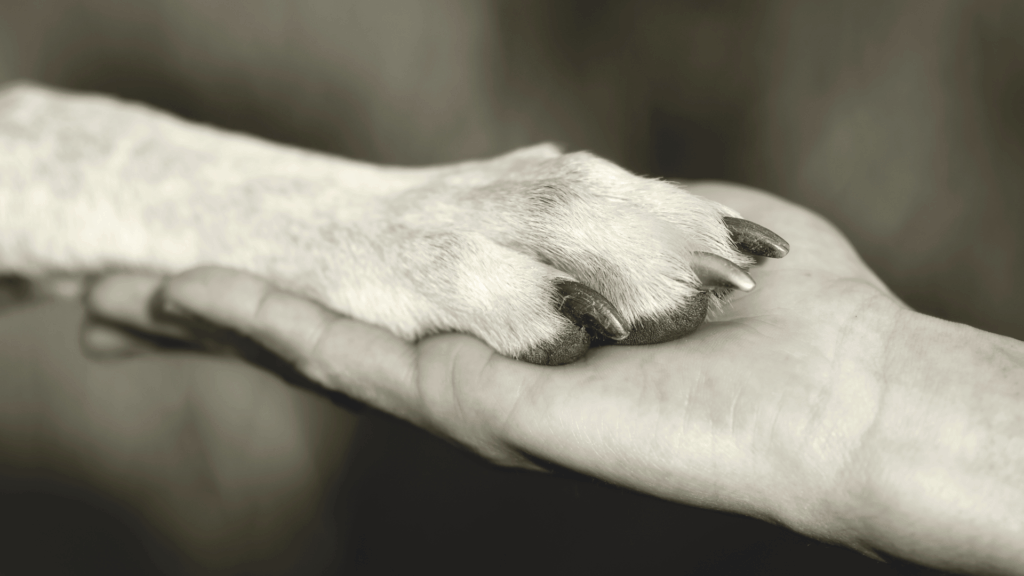 Mensch und Tier geben sich die Pfote