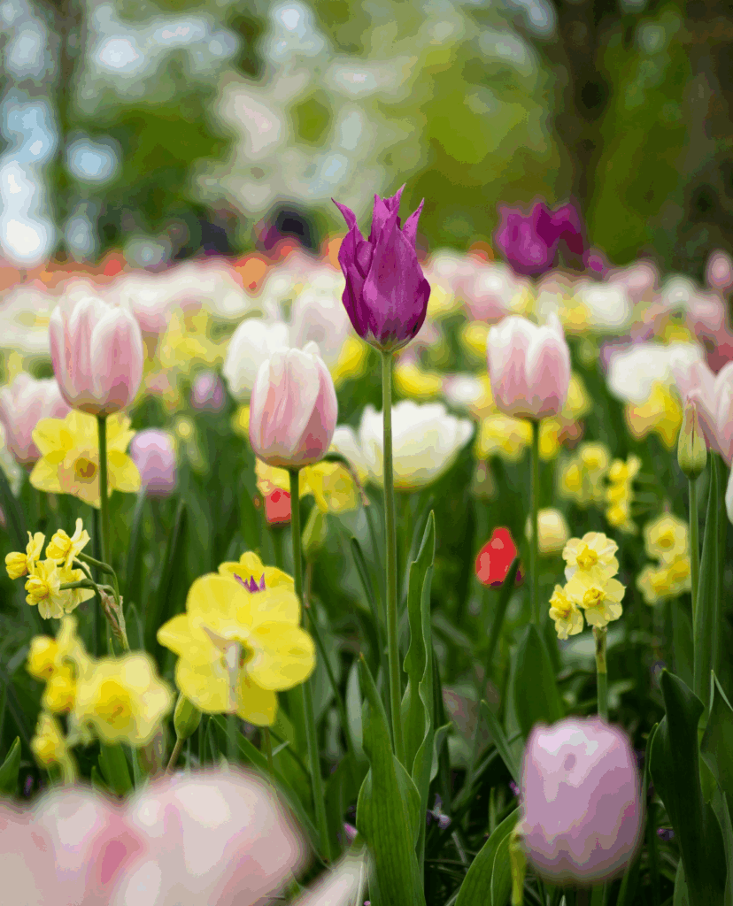 Am Bild sind bunte Tulpen auf einer Blumenwiese zu sehen