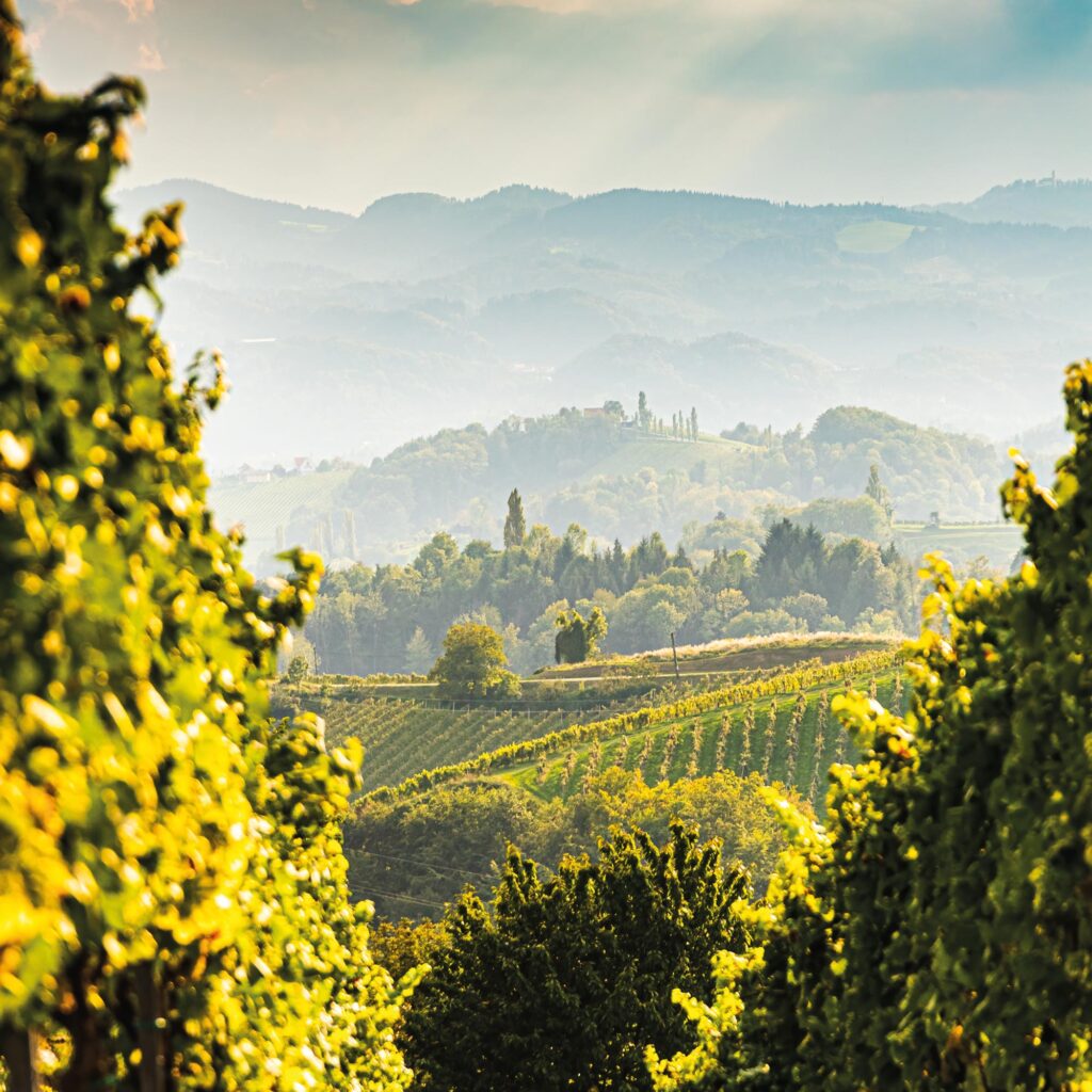 Weinberge in der Steiermark