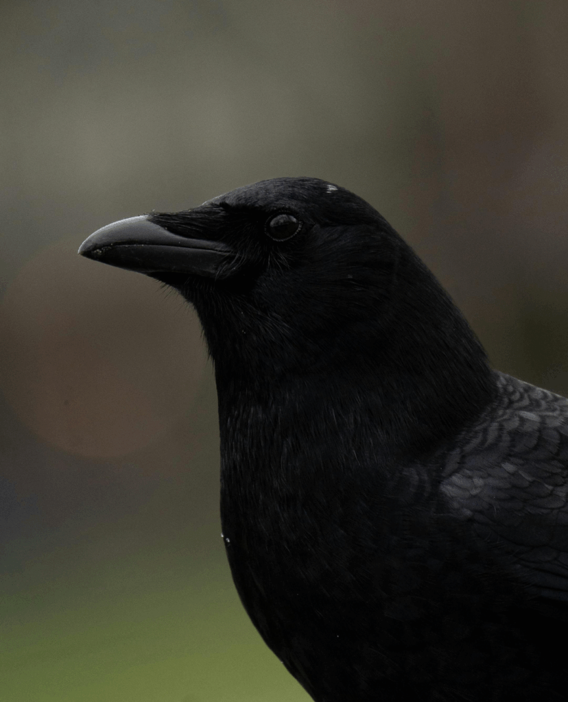 Ein schwarzer Rabe